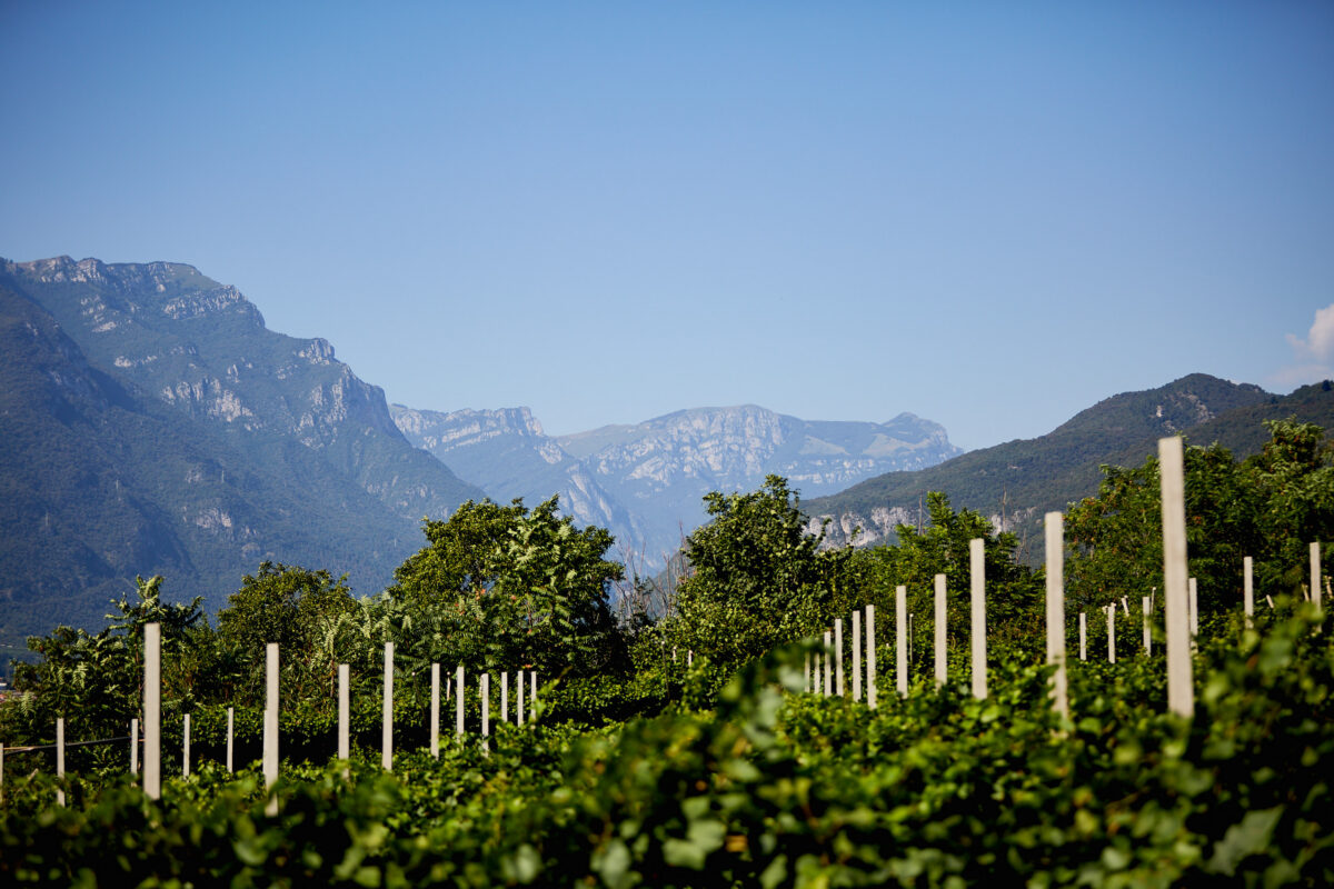 Pinot Grigio DOC Delle Venezie